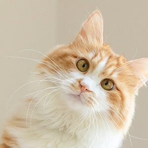 股指期货配资 广州_股票期权是什么意思_配资炒股被骗怎么办