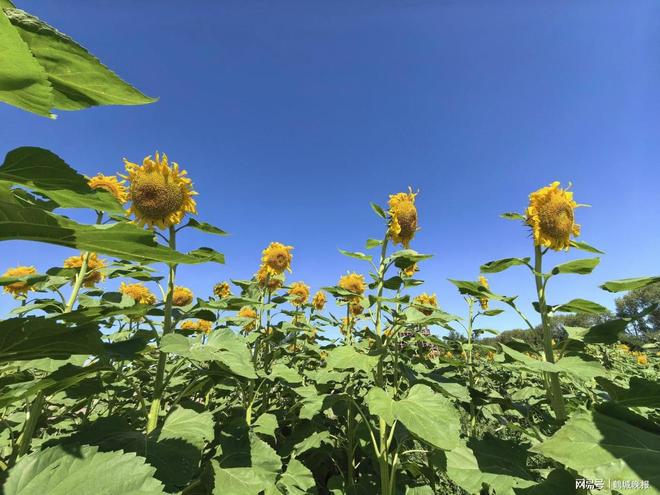 炒股软件AI技术重构_AI涨乐券商系AI新锐_可以自定义分时指标炒股软件